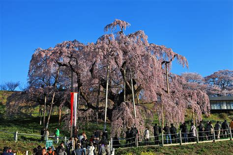 子孫樹|日本三大桜の「三春滝桜」「山高神代桜」「根尾谷淡。